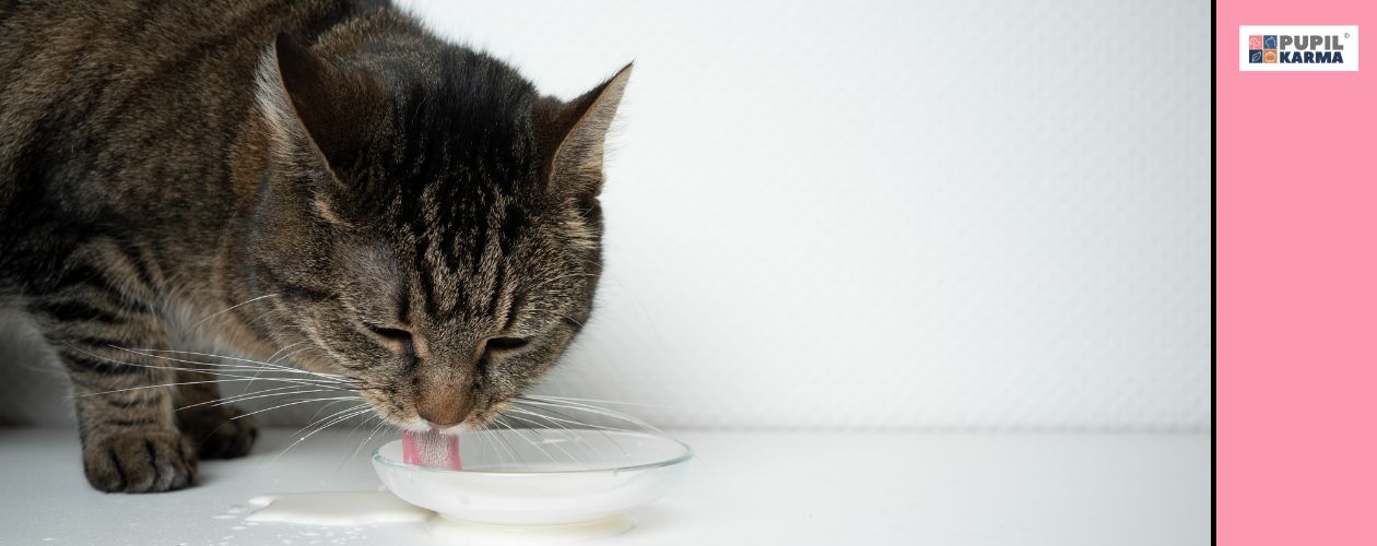 Nie podawaj mleka. Na zdjęciu mały fragment ciemnego kota pijącego ze szklanego spodka mleko. Trochę mleka jest wylane na jasnej podłodze. Po prawej różowy pas i logo pupilkarma. 